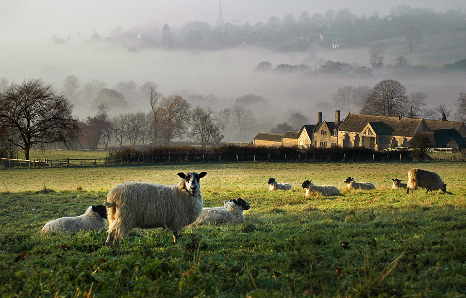 Sheep in the Painswick Valley